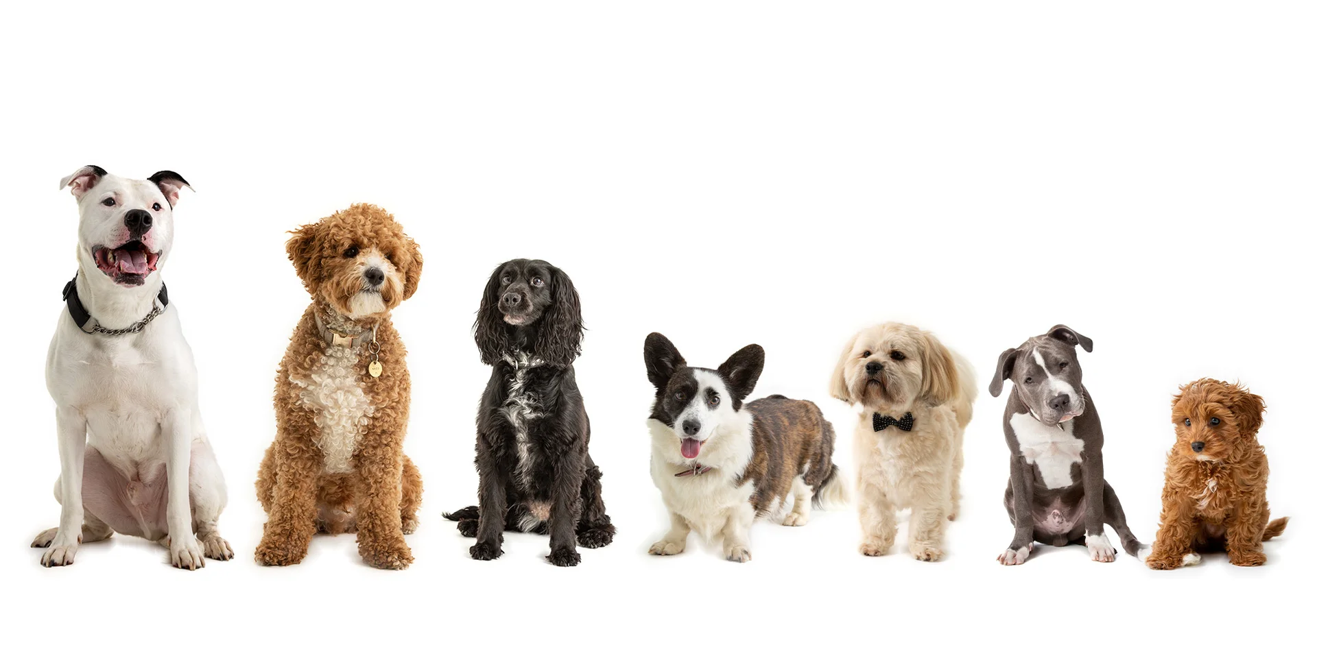 Jak vybrat správnou misku pro vašeho domácího mazlíčka